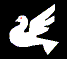Peace Dove